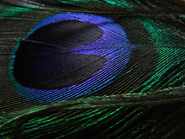 Peacock Feather