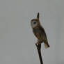 barn owl side view