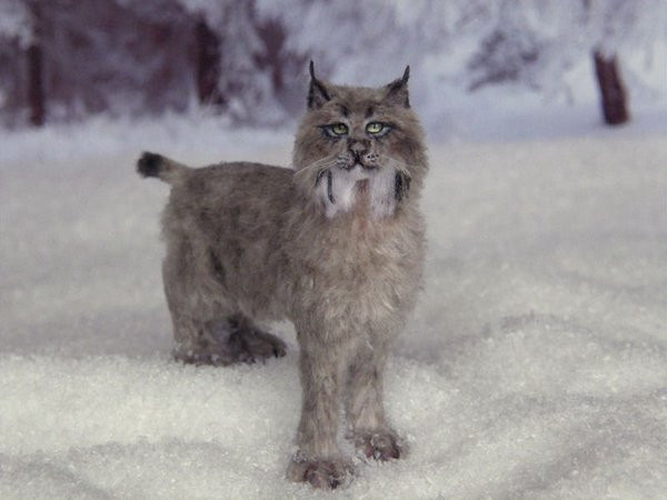 Canadian Lynx