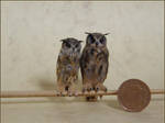 Eagle Owls by AnyaStone