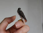 Miniature red tailed hawk by AnyaStone