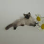 Miniature ragdoll cat