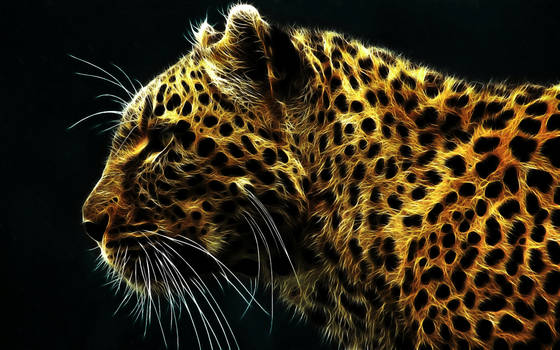 Cheetah in HD