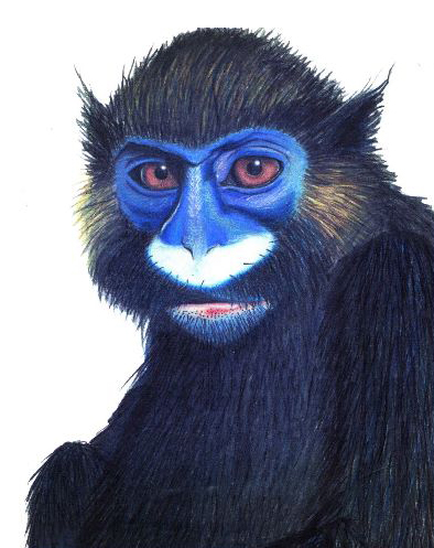 Mono azul  Mono azul, Changos, Moños