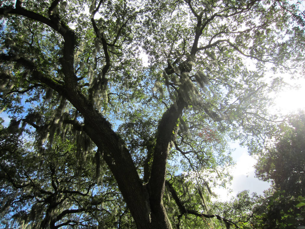 Mossy Oak Tree by Shypenguin94 on DeviantArt