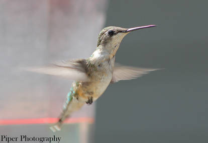 Humming birds