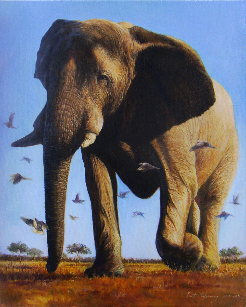 Coming-African elephant