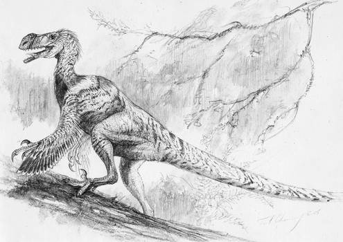 Ornitholestes hermanni