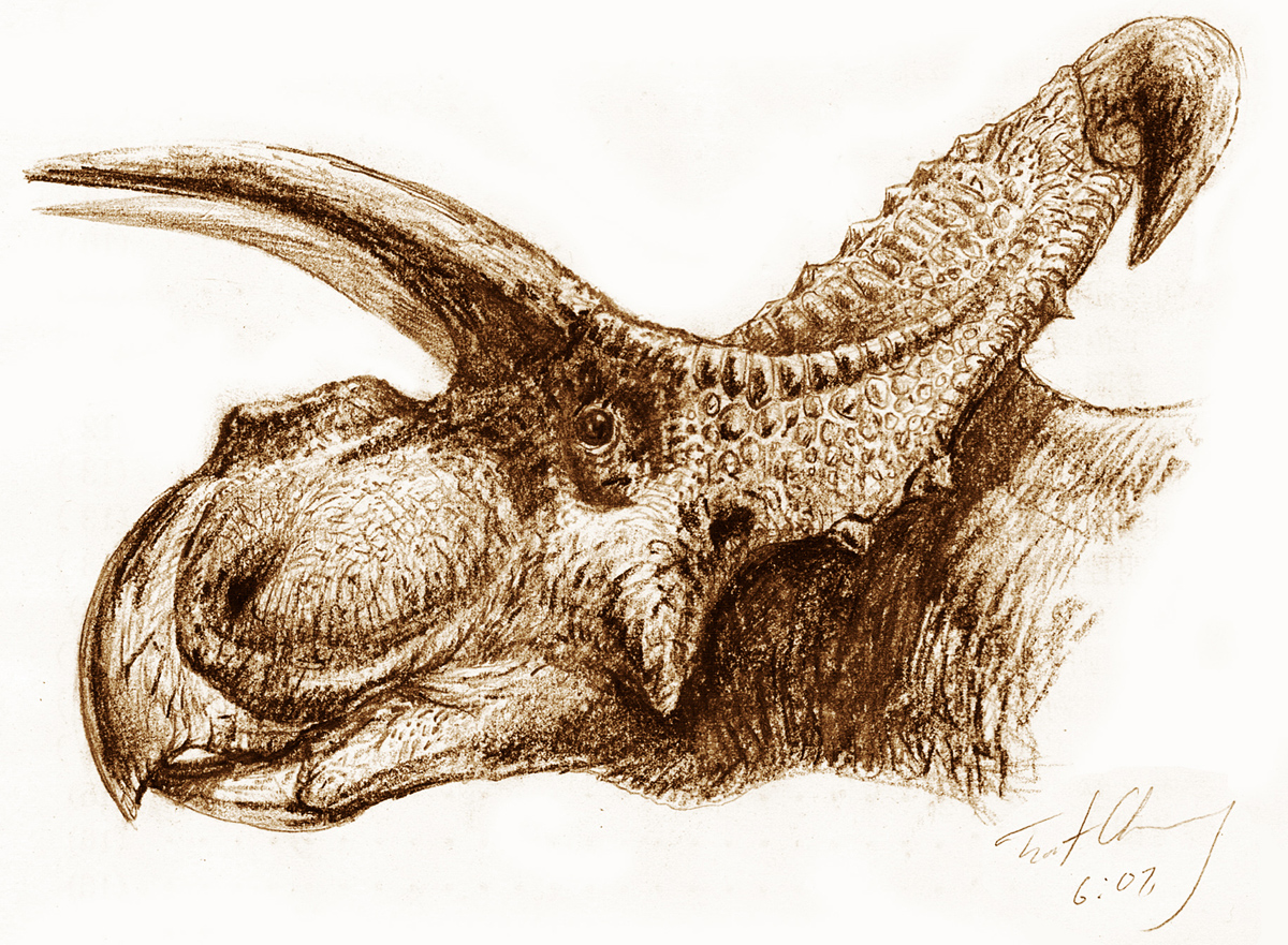 Albertaceratops nesmoi