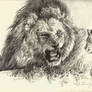 Father's chide -- Lion