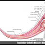 Godzilla 2014 Muscles Diagram