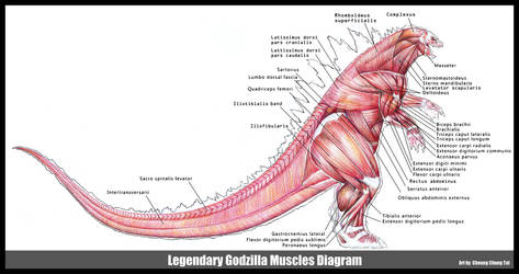 Godzilla 2014 Muscles Diagram