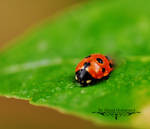on the rain drops ladybug in my home garden by Ohood-M