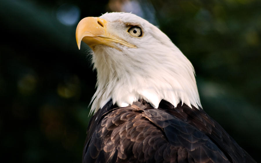 Bald Eagle II