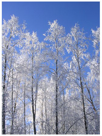 White Trees