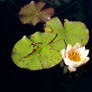 Pale pink water lilly