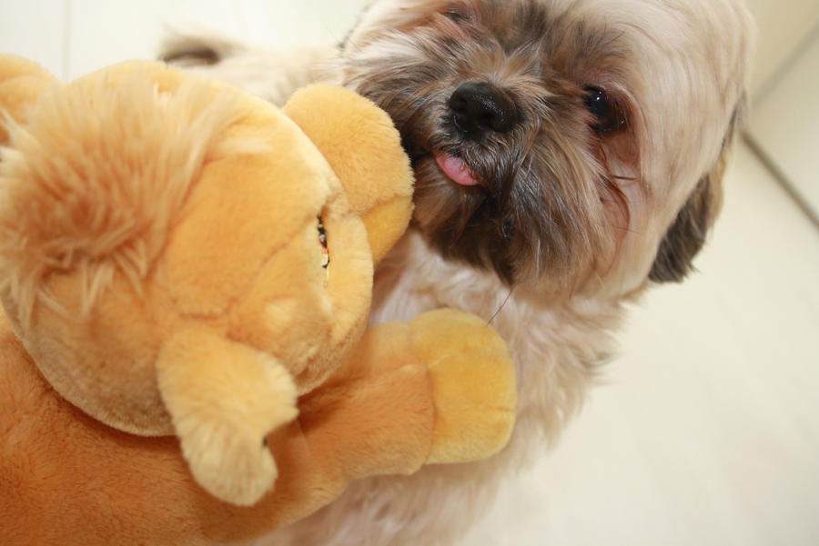 korvu nd simba hehehee