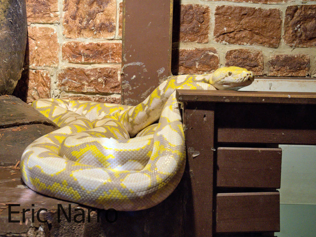 Python Constriction Deviantart Realistic Python by ericnarro on DeviantArt