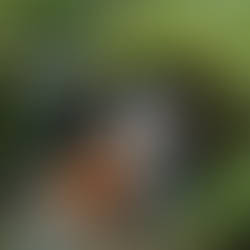 Abandoned by the Water