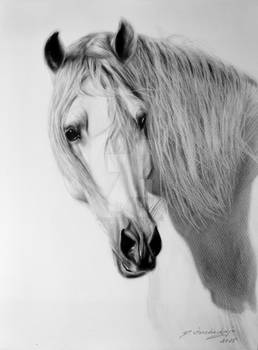 White horse