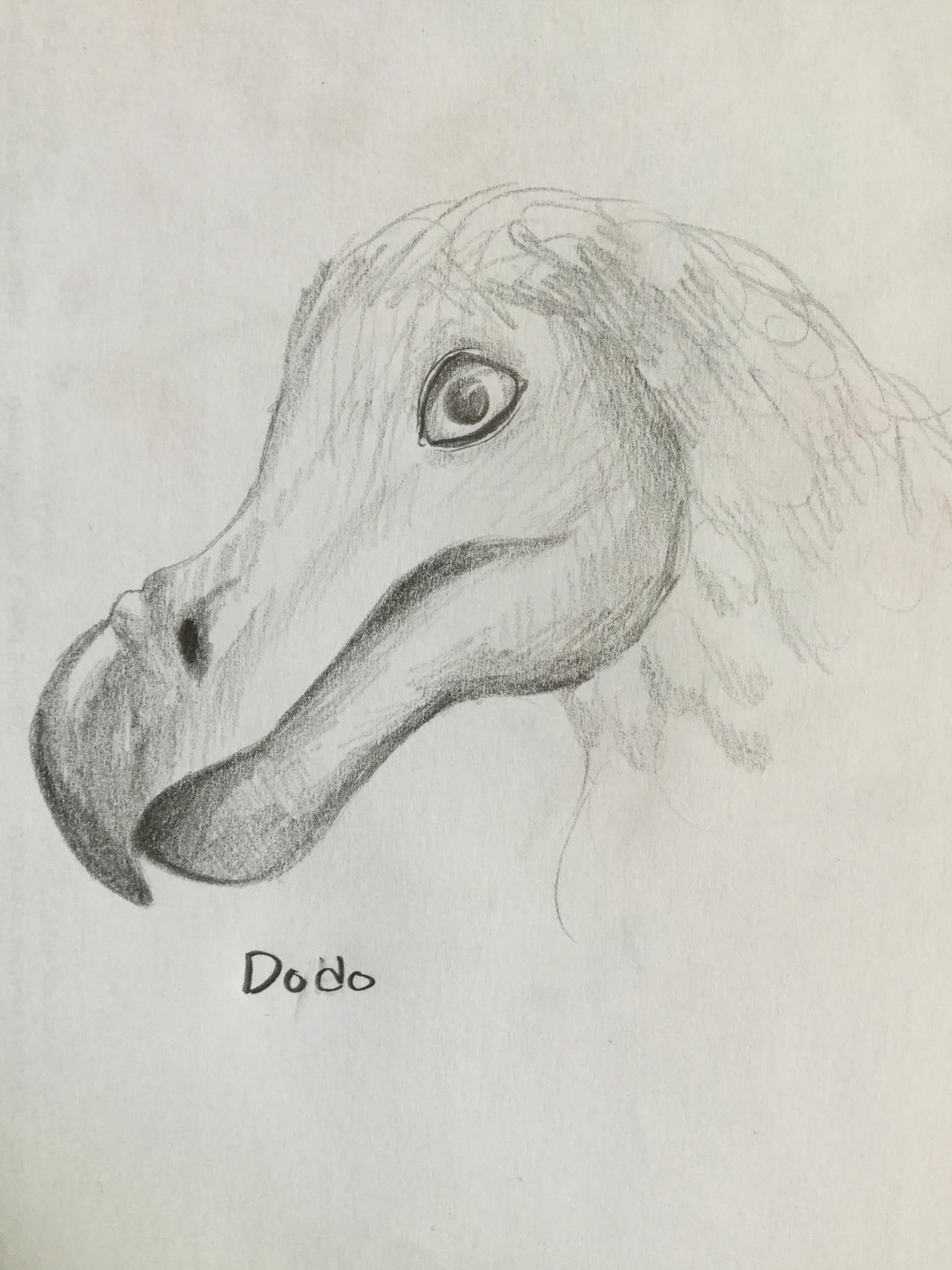 Dodo Pfp The Dodo by Dysteis on DeviantArt