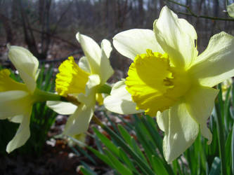 Daffodil