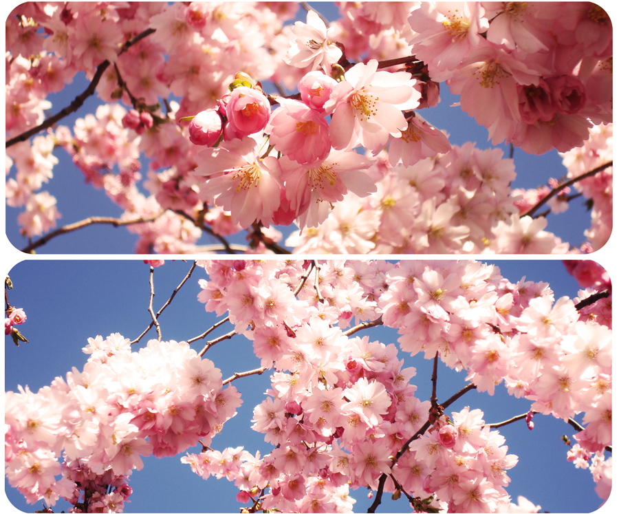 Beautiful sakura
