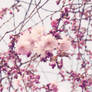 Cherry Blossom