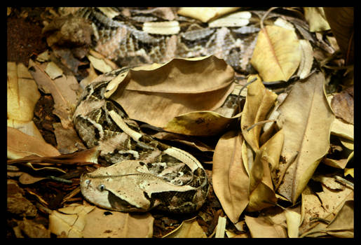 Gaboon Viper