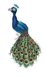 Peacock