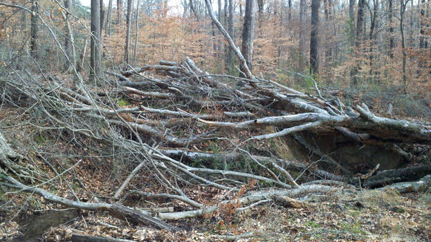 Fallen tree in the woods