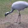 Demoiselle Crane