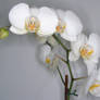 Orchid 2