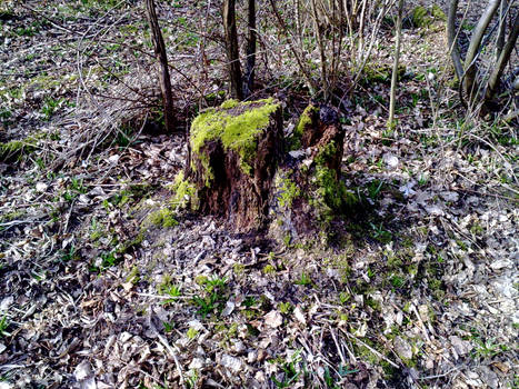 Mossy Tree Stump