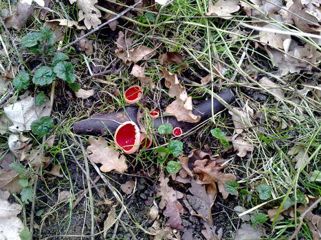 Scarlet Elf Cup