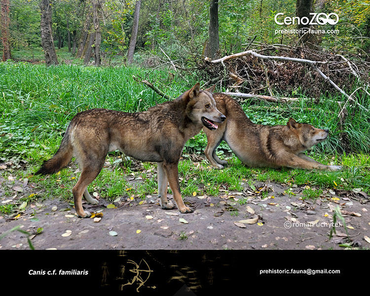 Paleolithic dogs by Rom-u on DeviantArt