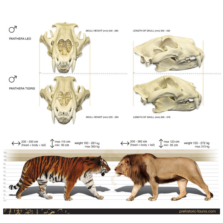 lion tiger by Rom-u on DeviantArt