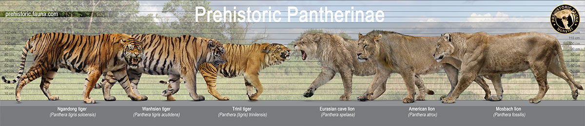 Sarkastodon and Bengal tiger (size comparison) by Rom-u on DeviantArt