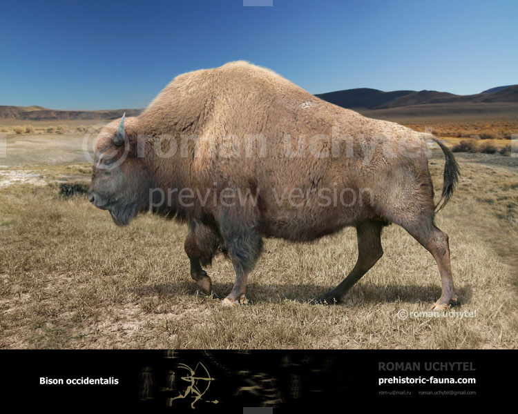 Bison occidentalis