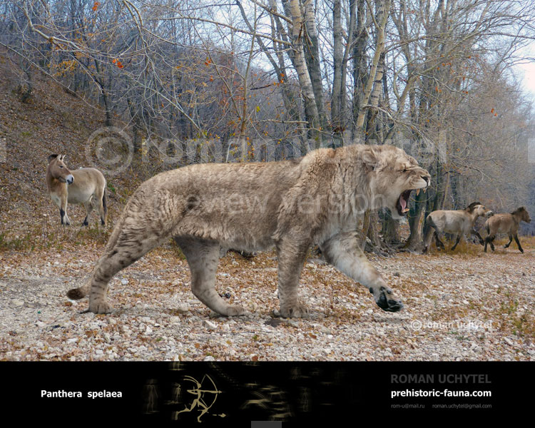 Panthera spelaea (Cave lion)