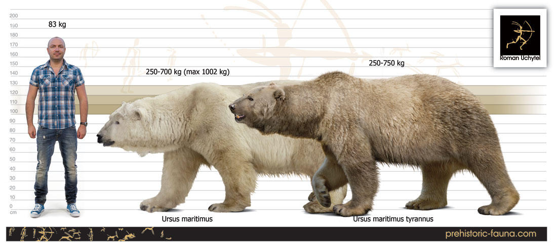 Какой медведь сильнее. Медведь Кадьяк и белый медведь. Белый медведь Ursus maritimus. Гризли бурый белый медведь. Бурый медведь Кадьяк.
