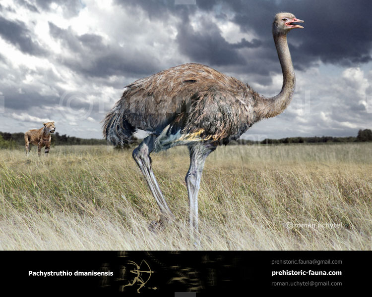 Pachystruthio dmanisensis by Romu on DeviantArt