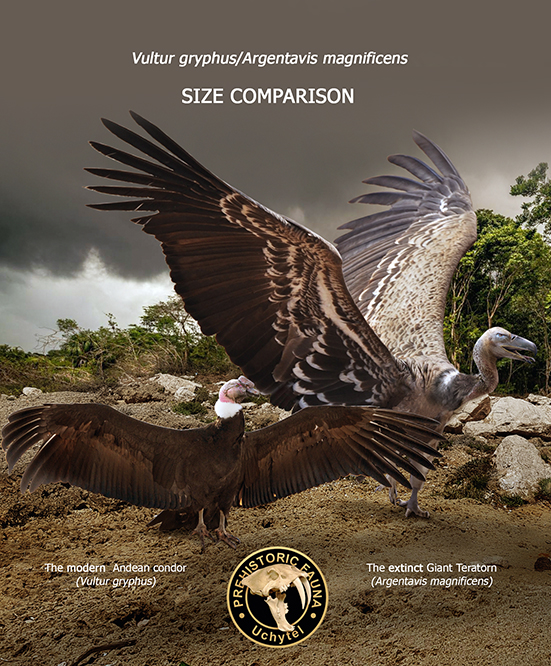 Giant Teratorn and Andean condor (size comparison) by Rom-u on DeviantArt