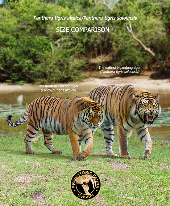 Sarkastodon and Bengal tiger (size comparison) by Rom-u on DeviantArt