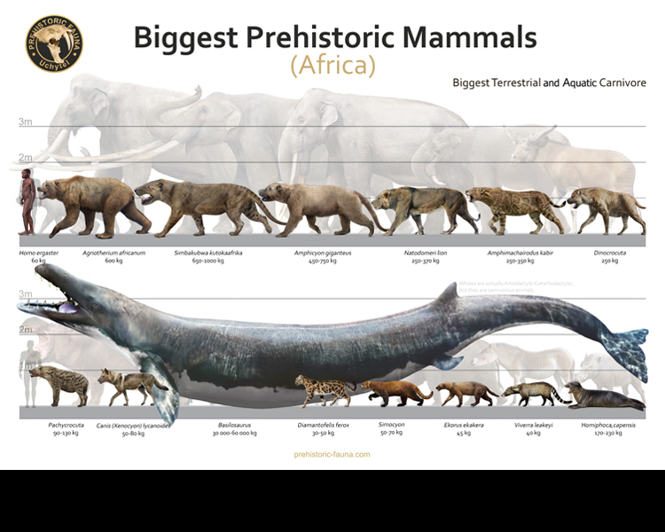 Biggest Prehistoric Mammals of Africa (Carnivore) by Rom-u on DeviantArt Biggest Prehistoric Mammals of Africa (Carnivore) by Rom-u on DeviantArt