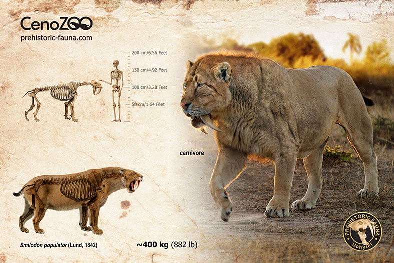 Smilodon populator (reconstruction) by Rom-u on DeviantArt