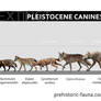 Some Pleistocene canines from Eurasia