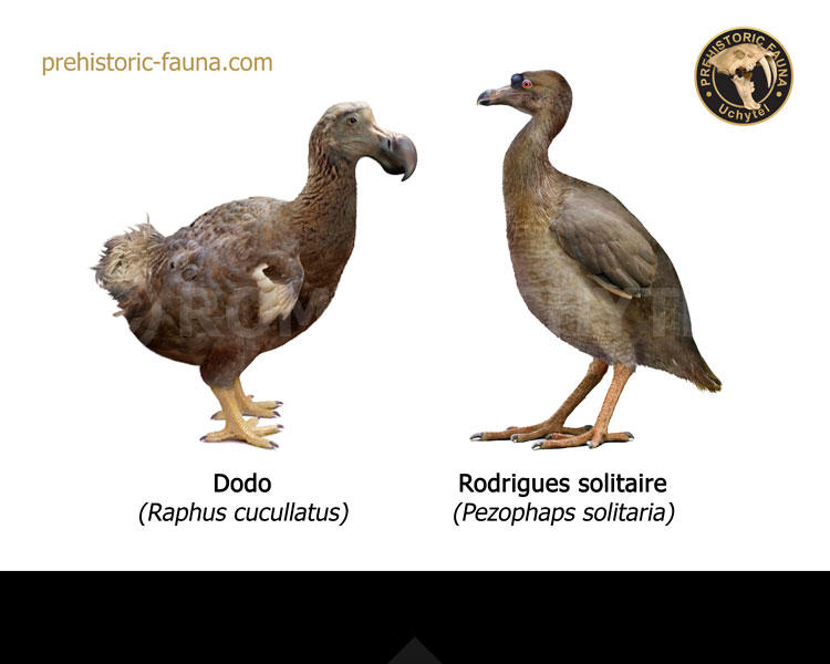 Rodrigues solitaire and Dodo by Rom-u on DeviantArt