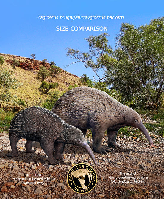 Giant echidna and western long-beaked echidna by Rom-u on DeviantArt