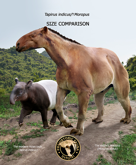 Moropus Moropus and Asian tapir (size comparison) by Rom-u on DeviantArt